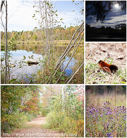 July 08, 2011-naturewalkblogboard_blog